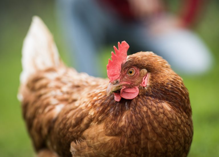 Meilenstein in der Tiergesundheit: Boehringer Ingelheim impft mehr als 100 Milliarden Hühner gegen zwei bedeutende Virusinfektionen