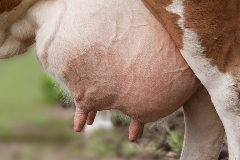 Eine elektronische Patientenakte für Kühe