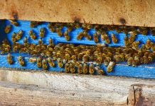 Arbeitsteilung im Bienenstaat
