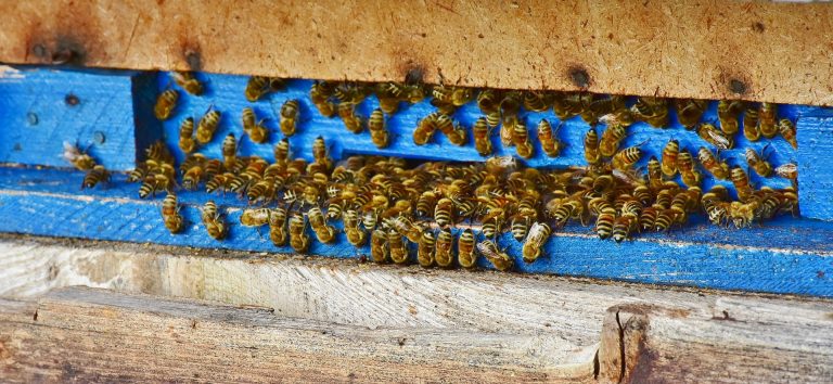 Neues aus der Bienenforschung:  Wärmeproduktion von Honigbienen