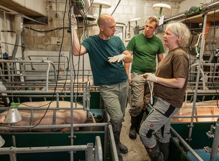 Boehringer Ingelheim führt mit ASF COMBAT eine Plattform zur Prävention der Afrikanischen Schweinepest ein