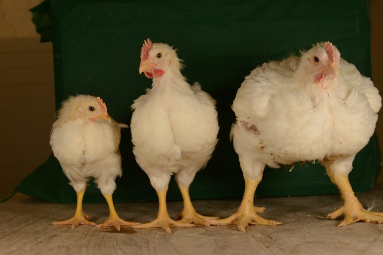 Eignet sich das Zweinutzungshuhn als Alternative in Mast und Eierproduktion? #Geflügeltagung2019