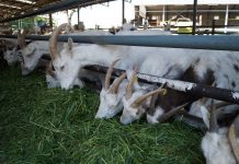 Sind Ziegen hilfsbereit? Neue FBN-Studie liefert Hinweise auf prosoziales Verhalten bei Nutztieren