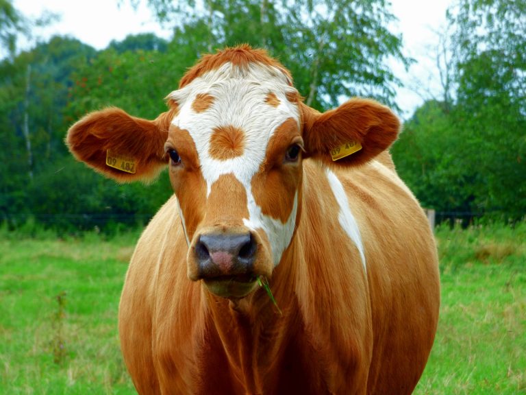 Wie Kühe die Welt erleben und was das für den Umgang mit ihnen bedeutet #EuroTier2021