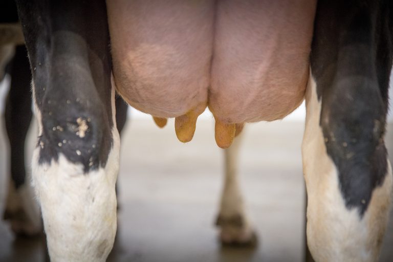 Hochschule Hannover erforscht Methoden zum Trockenstellen von Eutervierteln beim Milchrind