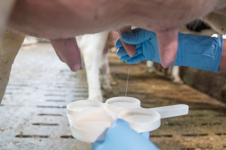 MUHH: Hochschule Hannover entwickelt Modell zur Verbesserung der Eutergesundheit von Milchkühen