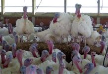 Newcastle Disease in Brandenburg