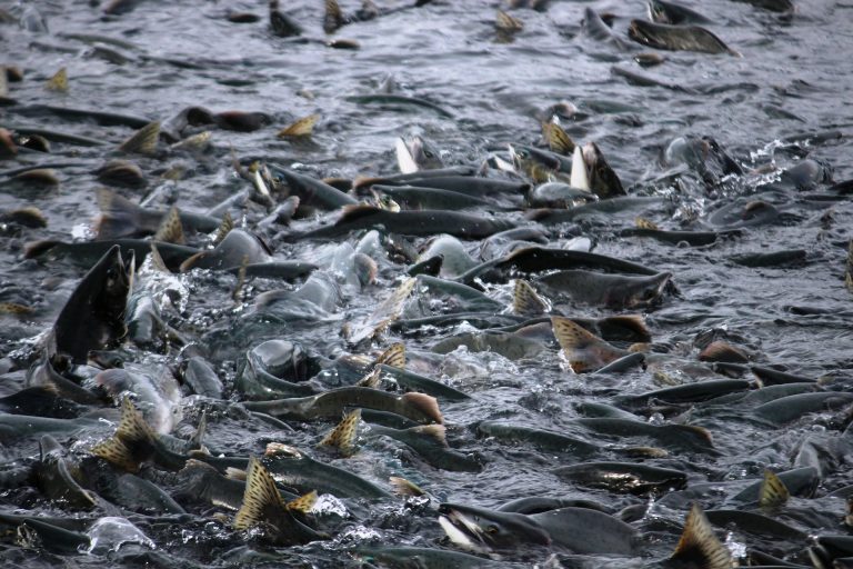 Können die Leibniz-Wissenschaftler am FBN den norwegischen Lachszüchtern helfen?