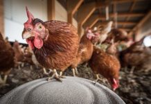 Salmonellen in der Legehennenhaltung