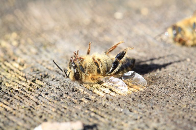 Erst Kombination von Neonikotinoiden und Milben schwächt Honigbienen