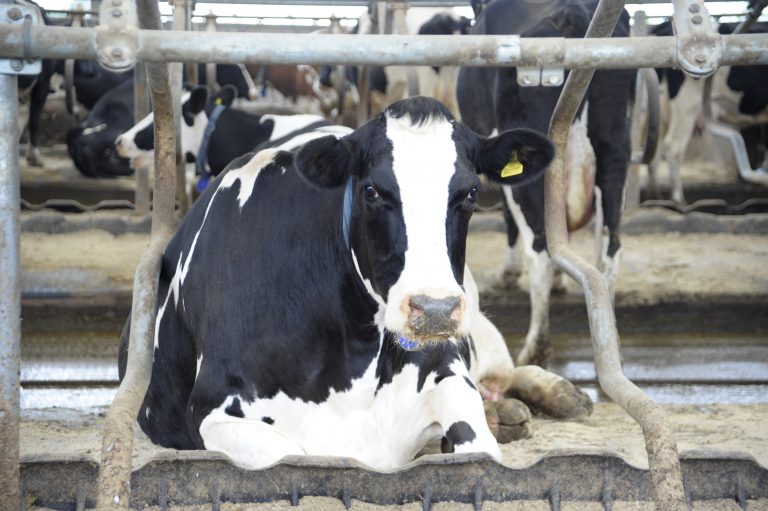 „Qualzucht“ beim Nutztier? – #TiHo-Tierschutztagung 2022