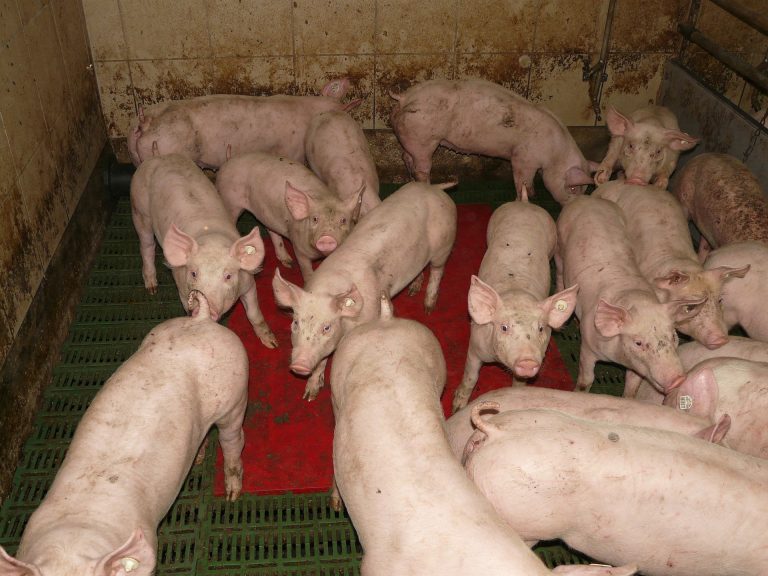 Schweinehaltung: Weniger Ammoniak-Emissionen aus dem Stall
