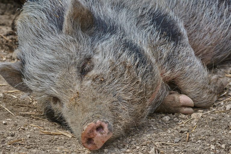 Erster Fall von Afrikanischer Schweinepest bei Wildschwein in Sachsen
