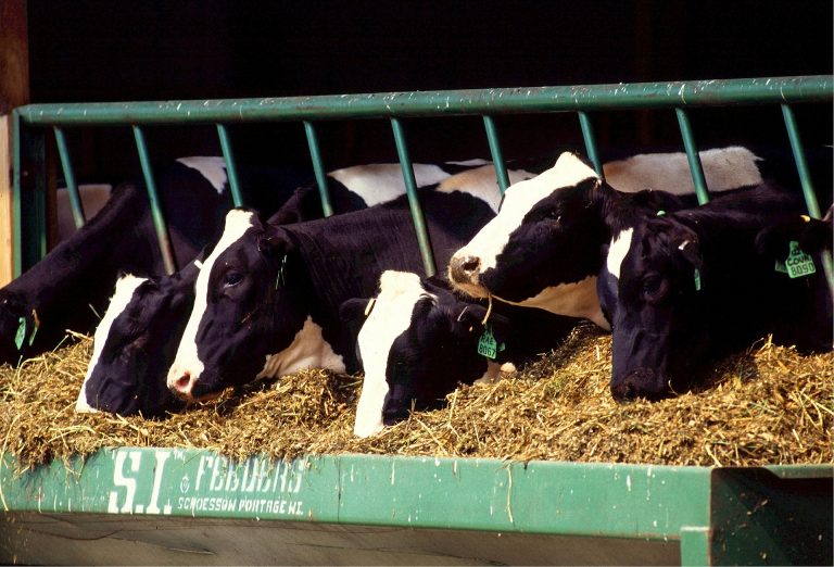 Integrierte tierärztliche Bestandsbetreuung hilft Milchviehbetrieben