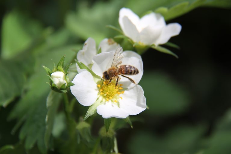 Ihr Tanz verrät: Honigbienen fliegen auf Erdbeeren