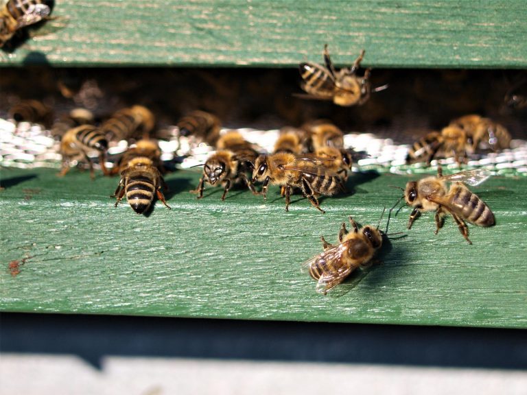 Bienen tanzen im Dialekt