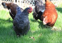 Mobile Hühnerställe auf dem Vormarsch – Seminar zur artgerechten Fütterung unterstützt Neueinsteiger