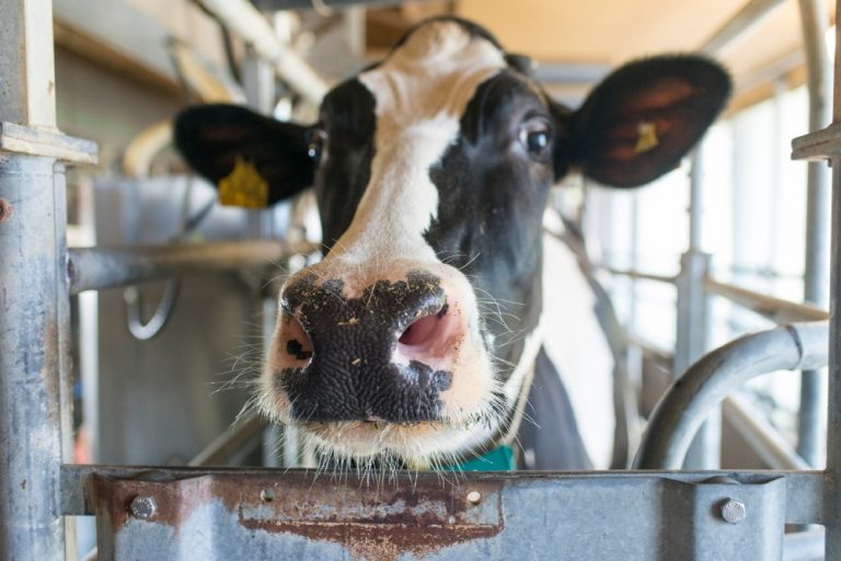Für Leistung & Wohlbefinden: Projekt erforscht warum manche Milchkühe robuster sind