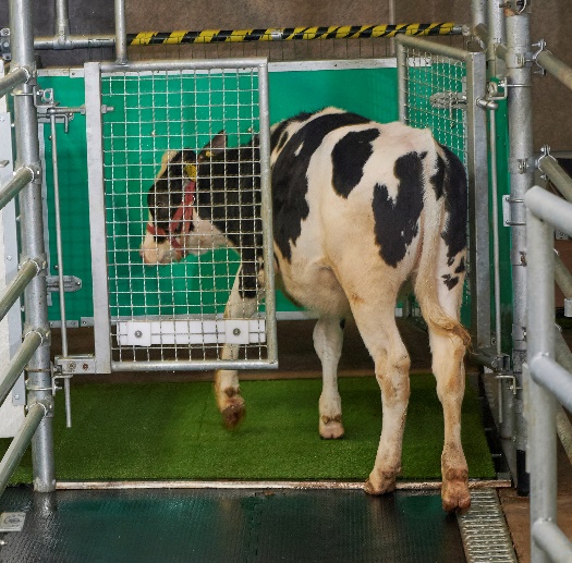 Können Rinder lernen eine Toilette zu benutzen?