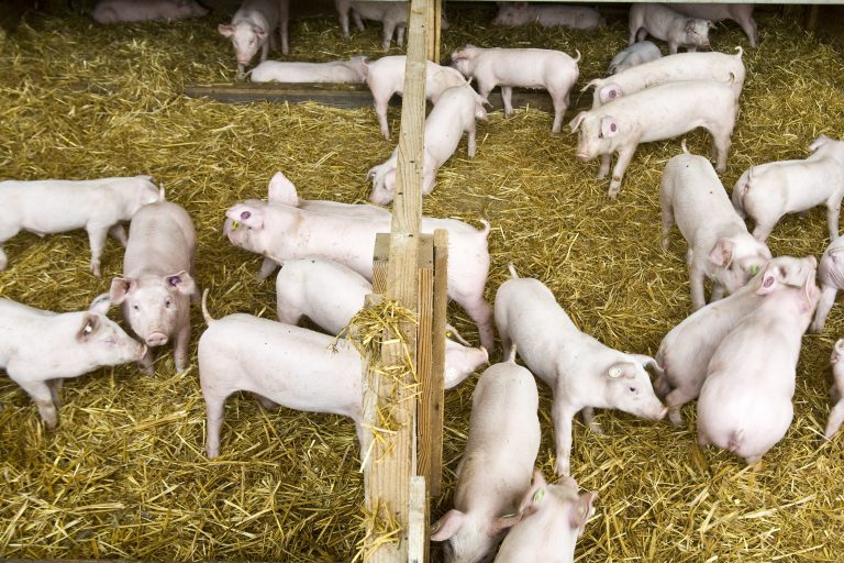Schweinehaltungen als Reservoir für neue Grippeviren – Studie von FLI und Partnern findet Viren mit präpandemischem Potenzial