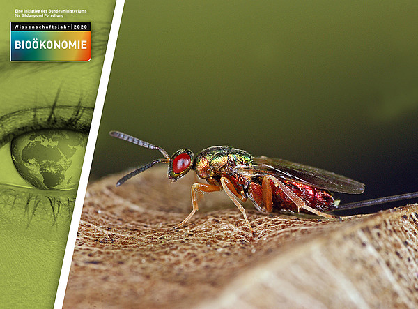 Schaufenster Bioökonomie: In Deutschland leben Hunderte unbekannter Insektenarten