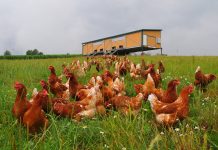 Mobile Hühnerställe auf dem Vormarsch – Seminar zur artgerechten Fütterung unterstützt Neueinsteiger