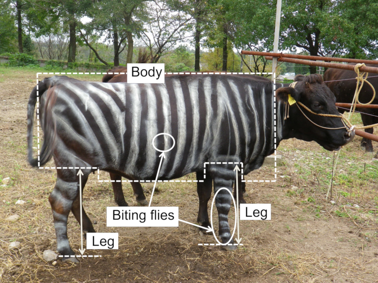 Kühe mit Zebra-Streifen leiden weniger unter Stechmücken