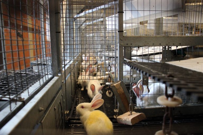 Umsetzung der Tierschutznutztier-Haltungsverordnung in der Kaninchenhaltung #TiHo-Tierschutztagung 2020 – Teil 4