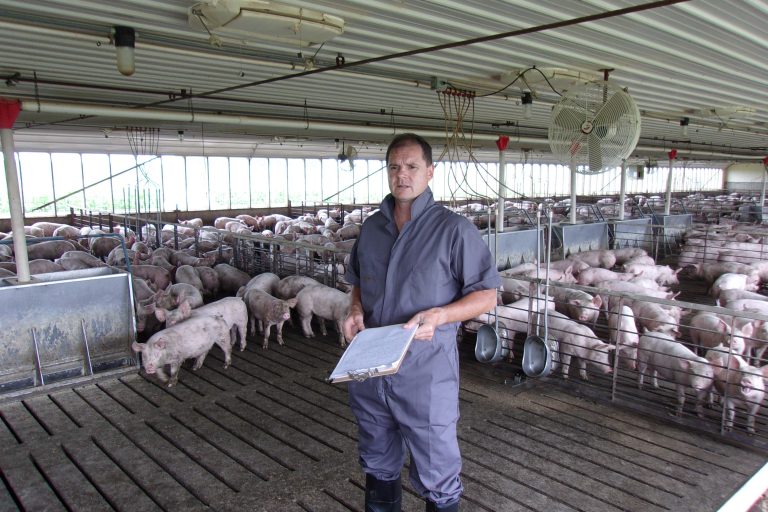 Afrikanische Schweinepest in Deutschland: Biosicherheit erhöhen mit Unterstützung von Boehringer Ingelheim