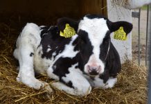 Betäubungsloses Enthornen von Kälbern: In Niedersachsen weiterhin nur mit Beruhigungs- und Schmerzmitteln erlaubt