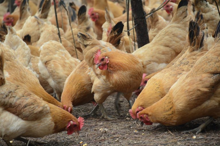 Klein heißt nicht automatisch fein: Auch Hühner aus Hobbyhaltung können krank werden