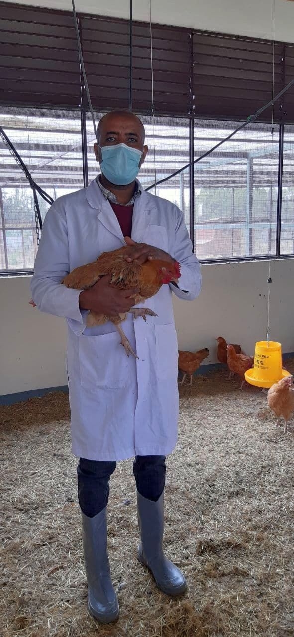 Angereicherte Futtermittel für Hühner sollen die Ernährungslage in Äthiopien verbessern