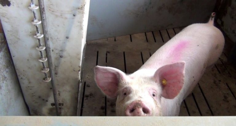 Umgang mit kranken und verletzten Schweinen #Netzwerk Fokus Tierwohl