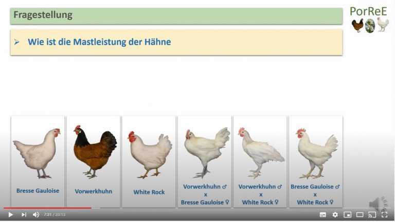 Lokale Hühnerrassen und einheimische Futtermittel –  eine nachhaltige Alternative für die Geflügelproduktion?