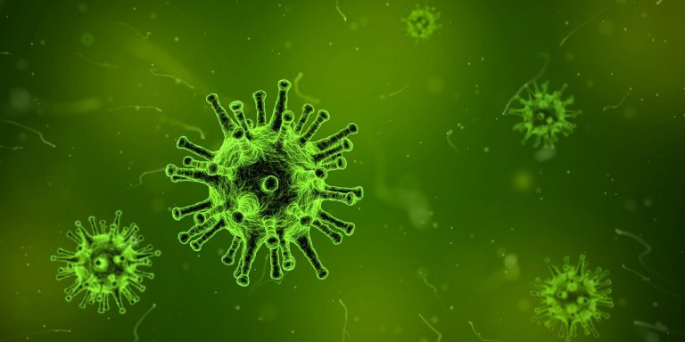 Batai-Virus scheint endemisch in Deutschland bei Wiederkäuern