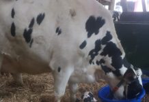 Studie: Hat Nabeldesinfektion Auswirkungen auf die Gesundheit neugeborener Kälber?