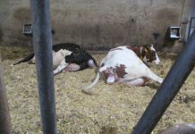 Rinder können auch ohne embryonales Interferon-tau trächtig werden