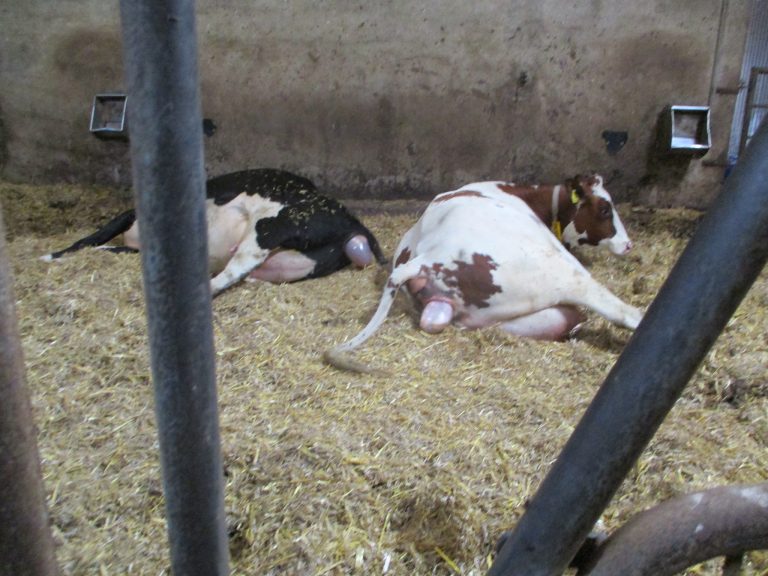 Rinder können auch ohne embryonales Interferon-tau trächtig werden