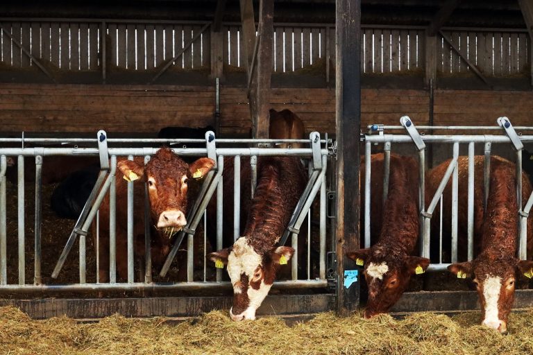 Weniger Ammoniak und mehr Tierwohl durch bessere Belüftung DBU-Projekt unterstützt neuen Aufbau für Rinderställe