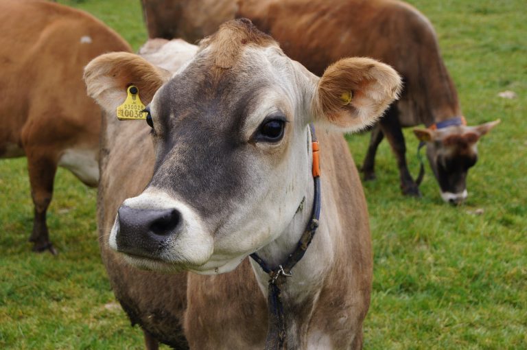Weidebasierte Milchproduktion kann hohe Milchleistung mit sehr niedrigen Methanemissionen verbinden