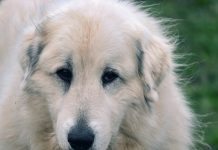 Tierschutzgerechter Einsatz von Herdenschutzhunden #TiHo-Tierschutztagung 2026