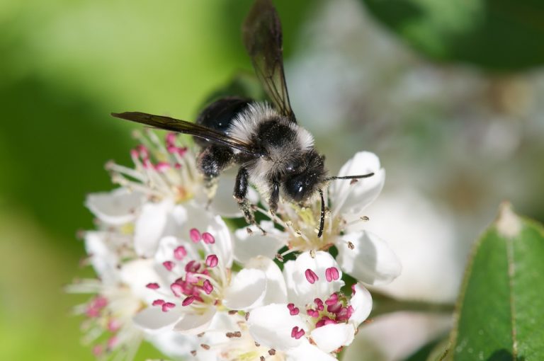 Wildbienenvielfalt erfassen: Auf die Technik kommt es an