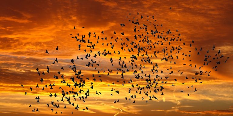 Geflügelpest bei Wildvögeln im Landkreis Cuxhaven bestätigt