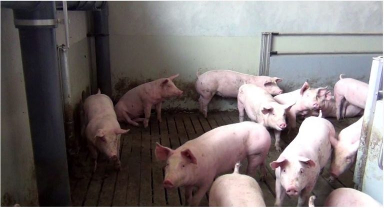 Aktuelles Interview: Neuer PRRS-Virustyp Rosalia – Eine große Herausforderung für Spaniens Schweineindustrie