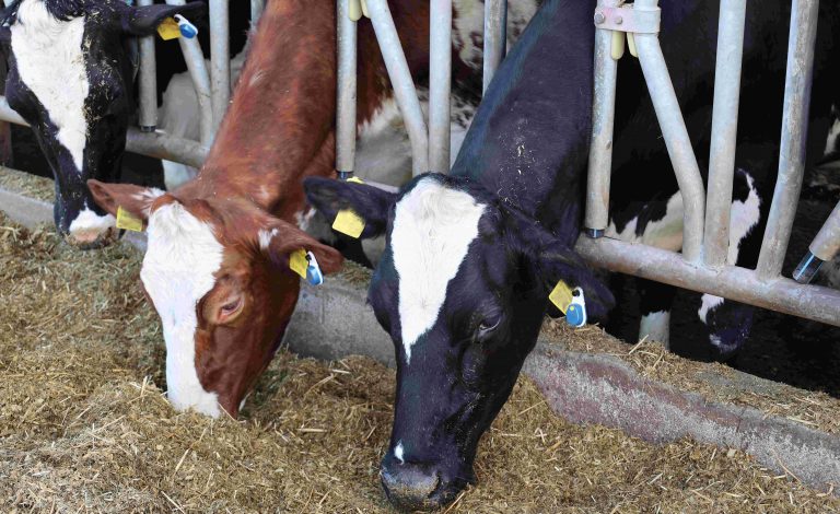 Fortschrittliches Monitoring von Kühen –  MSD Tiergesundheit bringt neue Generation von Allflex® Ohrmarken-Sensoren auf den Markt