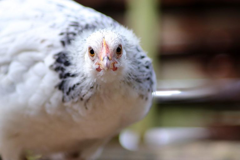 Uni Hohenheim: Fleisch und Eier – Zweinutzungshühner schmecken besser