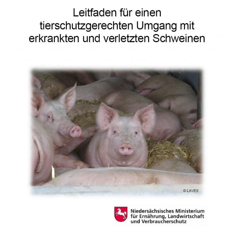 Mit erkrankten und verletzten Nutztieren tierschutzgerecht umgehen