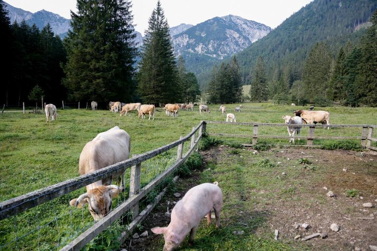 Neuregelung im EU-Tiergesundheitsrecht führt zur erweiterten Aufzeichnungspflicht für Tierhalter