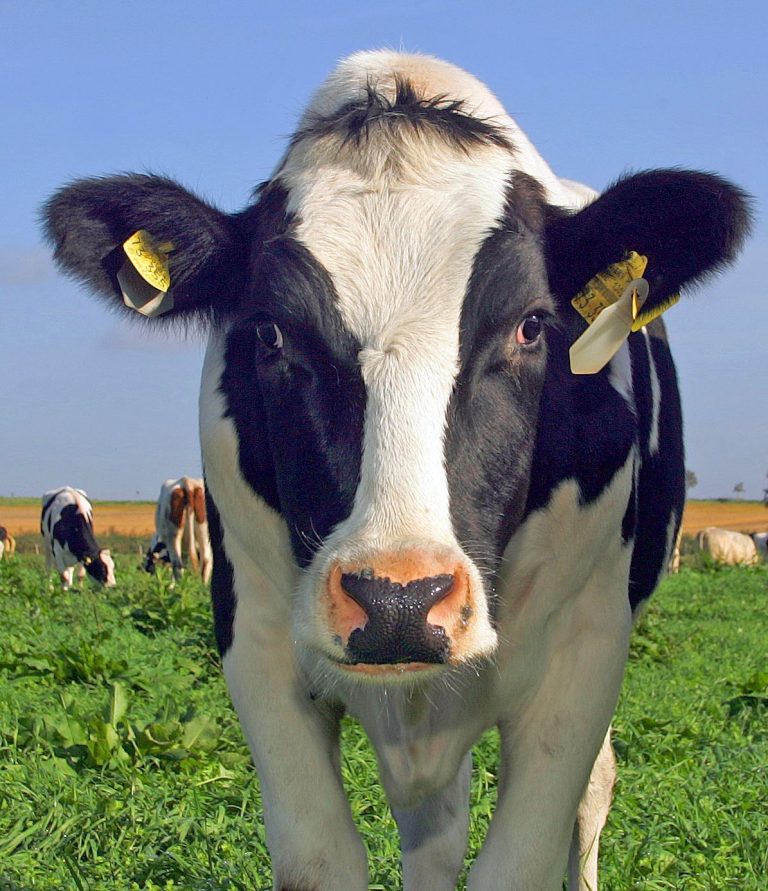 Seit 2003 stoßen Nutztiere in Deutschland weniger Methan aus als im Jahr 1892