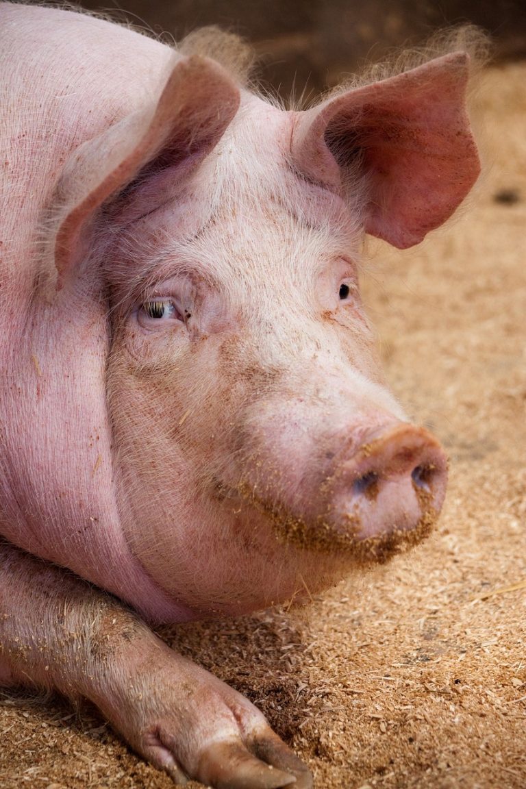 Influenza beim Schwein besser verstehen: Erreger, Erscheinungsbild und Bekämpfung